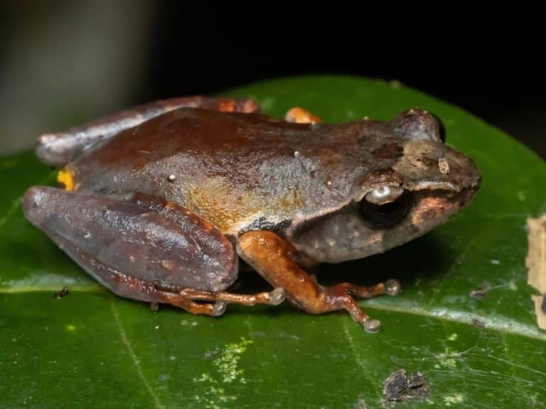 Sri Lankan amphibian on a leaf