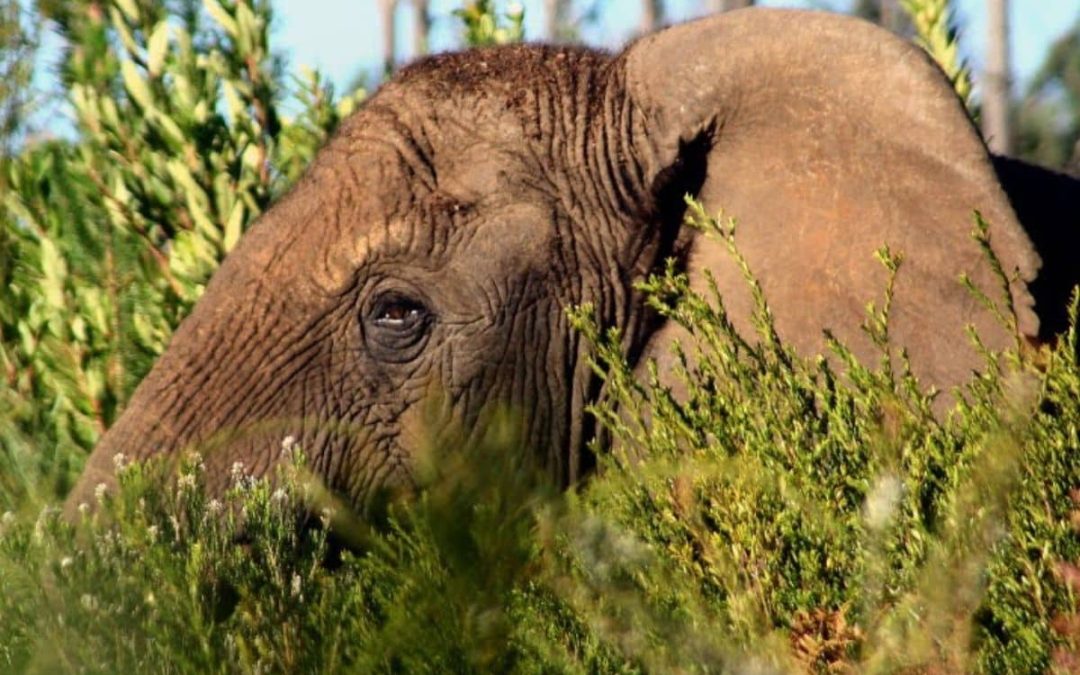 When One Elephant sparks a 400km corridor: Eden to Addo Corridor Initiative