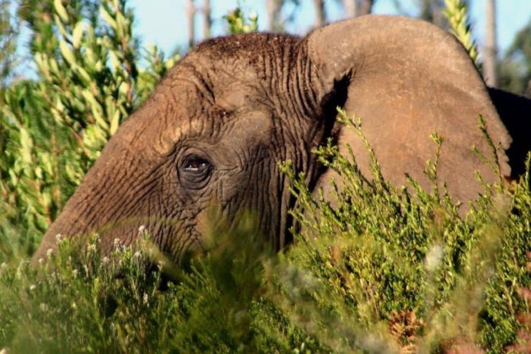 StrangeFoot_Oupot. Photo credit_ Eden to Addo Corridor Initiative