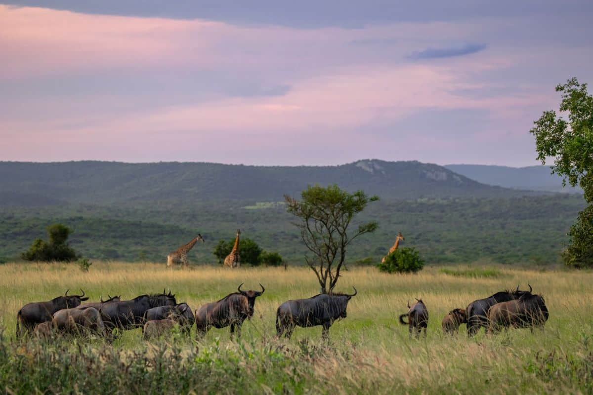 Sunset with blue wildebeest at the Greater Ukuwela Nature Reserve. 
