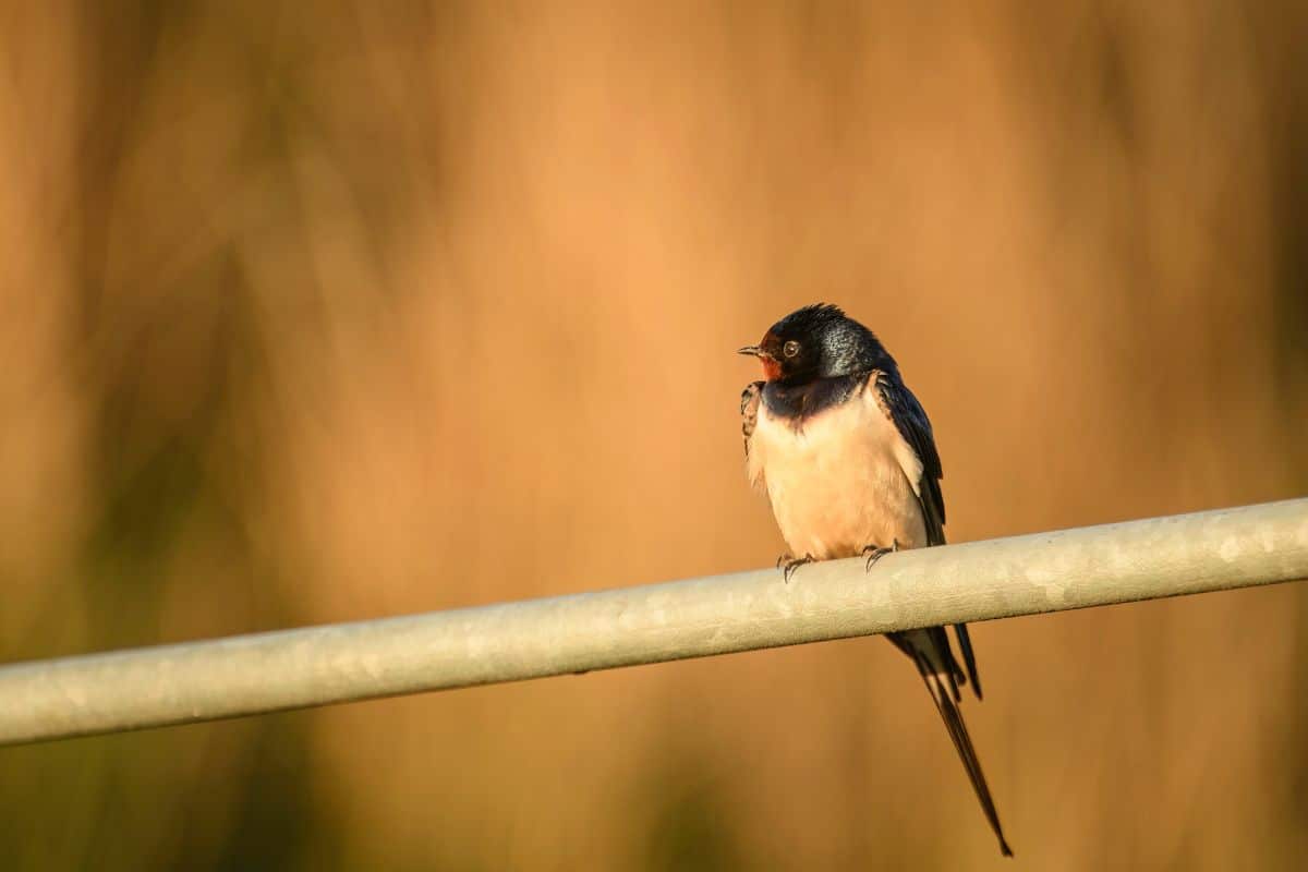 Swallow. Credit: Broughton Sanctuary