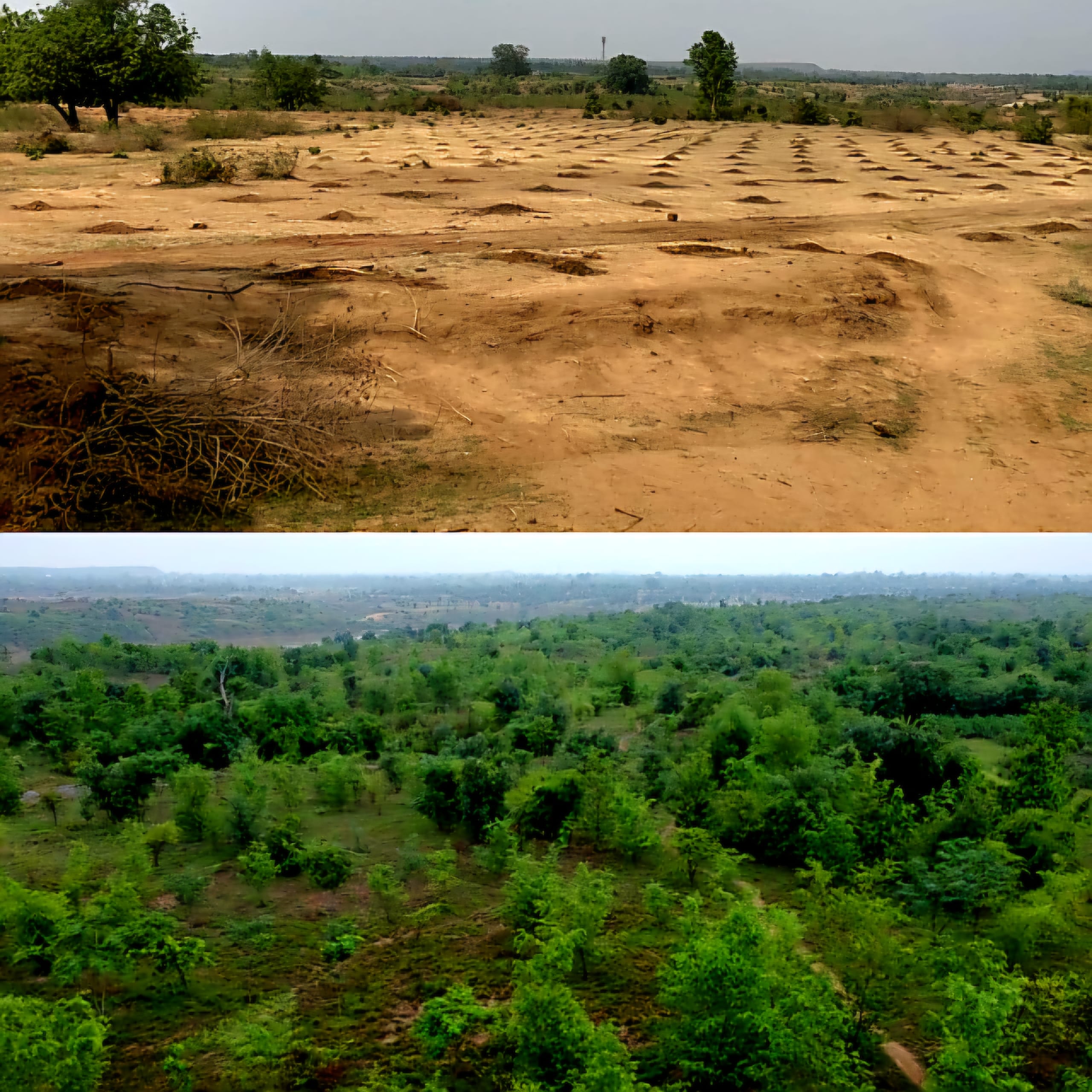 Before and after forest source The Corbett Foundation