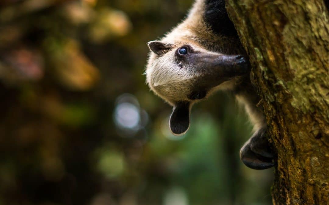 Jaguar Rescue Center : Rescue, Release, Restore – A Blueprint for Wildlife Rebounding in Costa Rica
