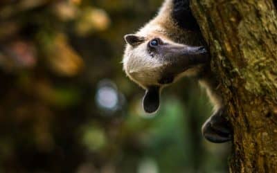 Jaguar Rescue Center : Rescue, Release, Restore – A Blueprint for Wildlife Rebounding in Costa Rica