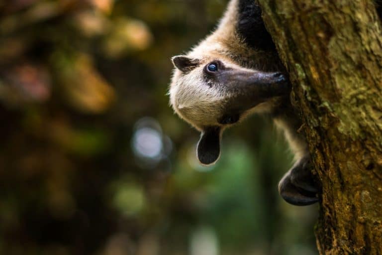 Tamandua peeking behind a branch