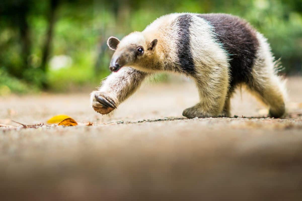 Tamandua walking