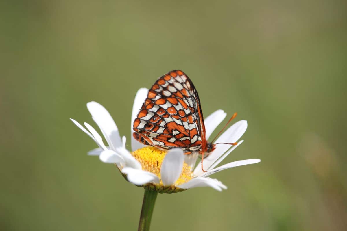 Taylors Checkerspot Butterfly. Credit: Lance Woolaver - WPC