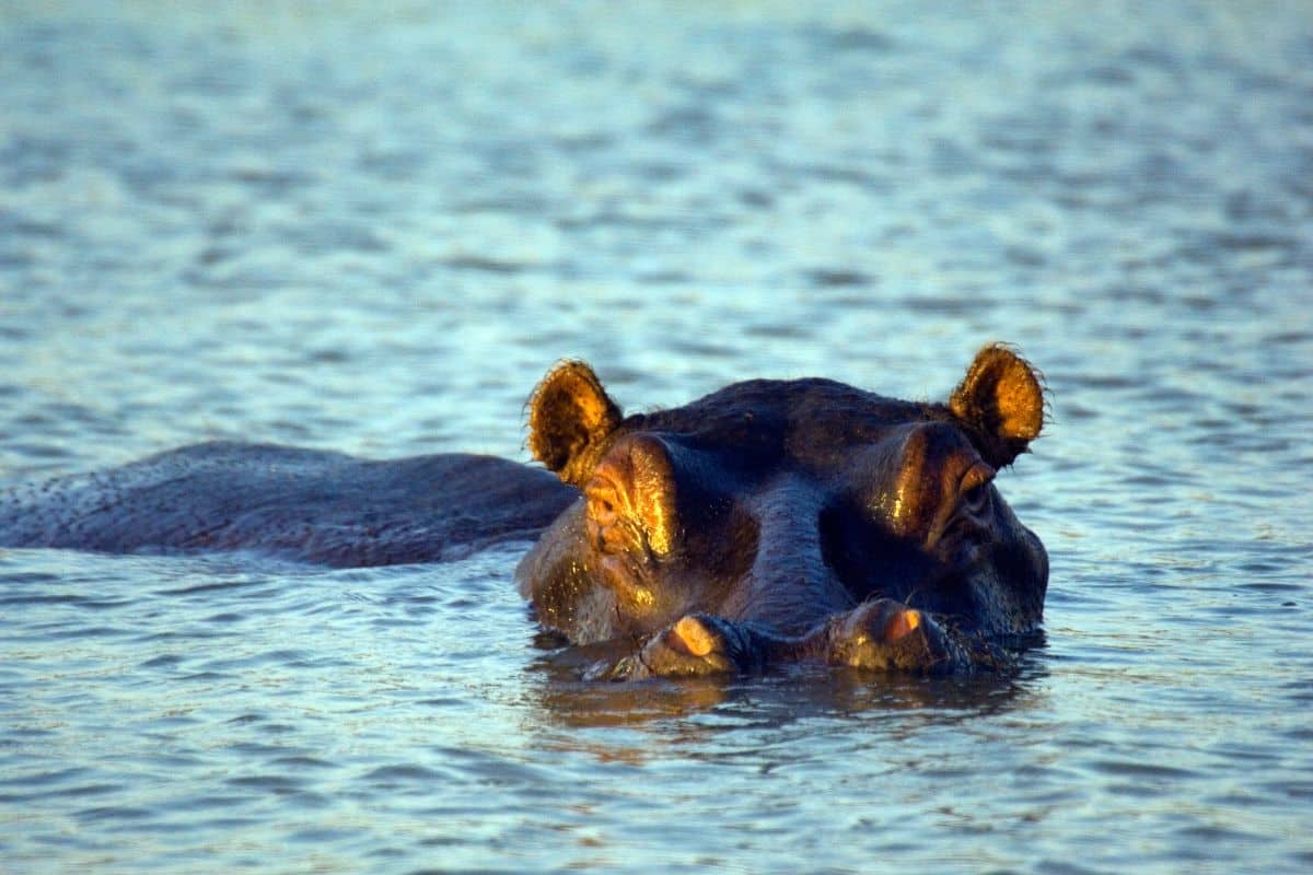 The presence of wild animals is key for wetland health. Photo: A Hippo wallowing. Credit stevenallan from Getty Images Signature