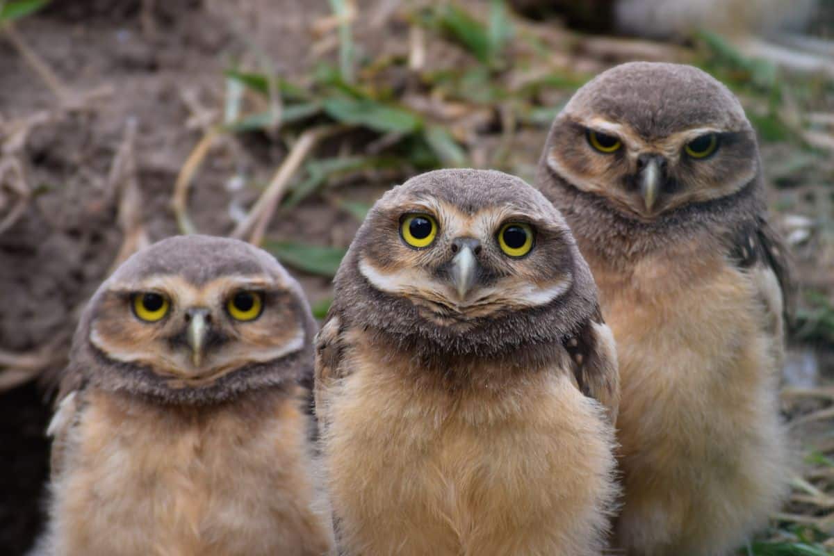 The Wild Side of 2025 – Celebrating the year’s many successes in the global rewilding movement