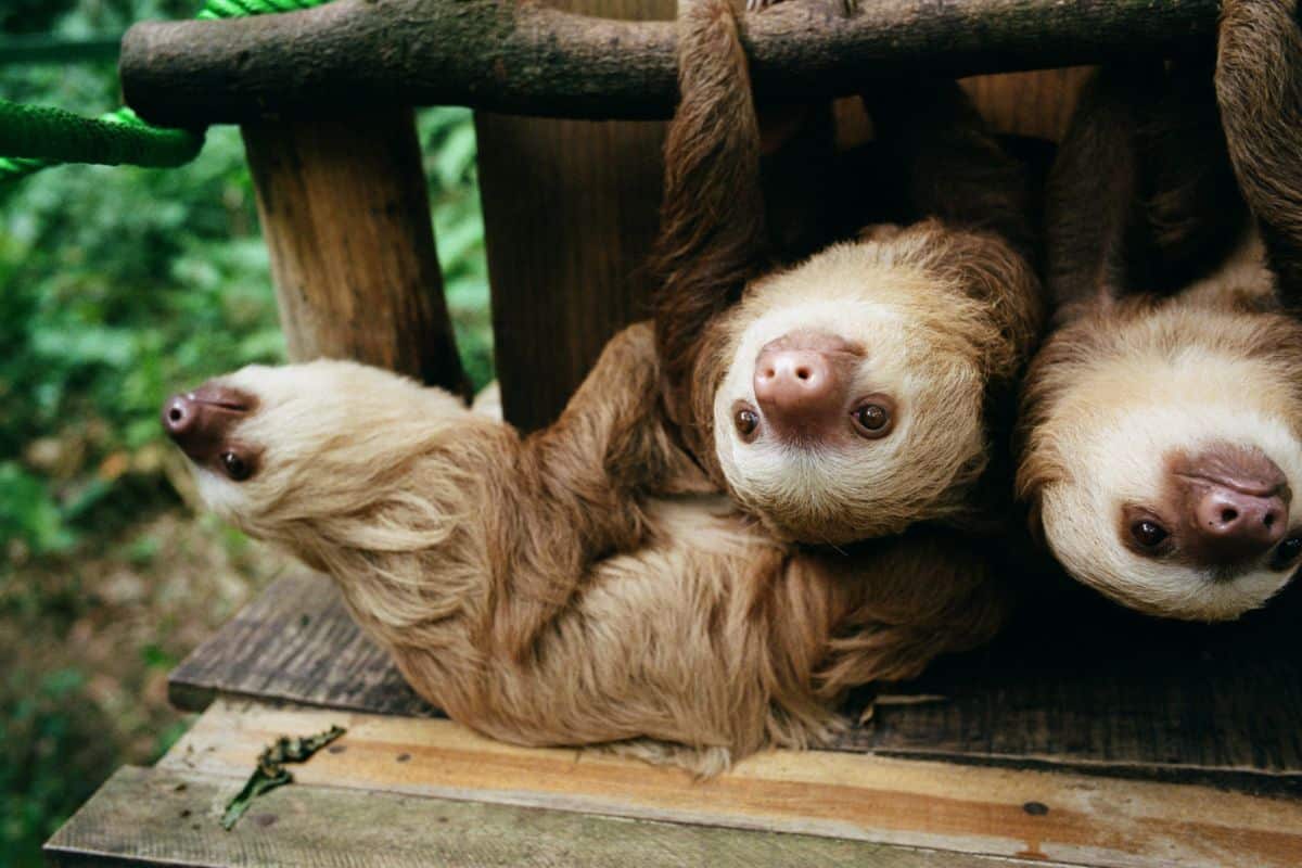 Three sloths under the care of JRC. Credit: JRC