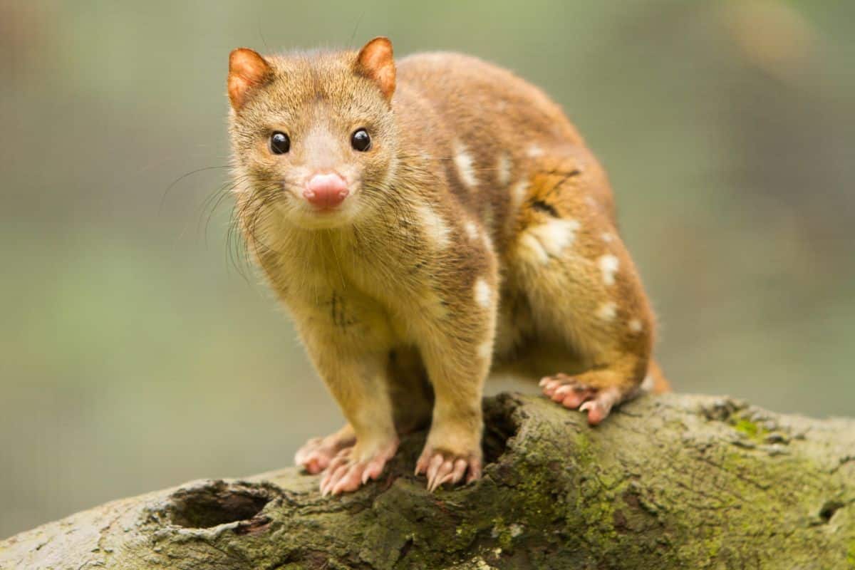 Tiger Quoll by CraigRJD from Getty Images Signature