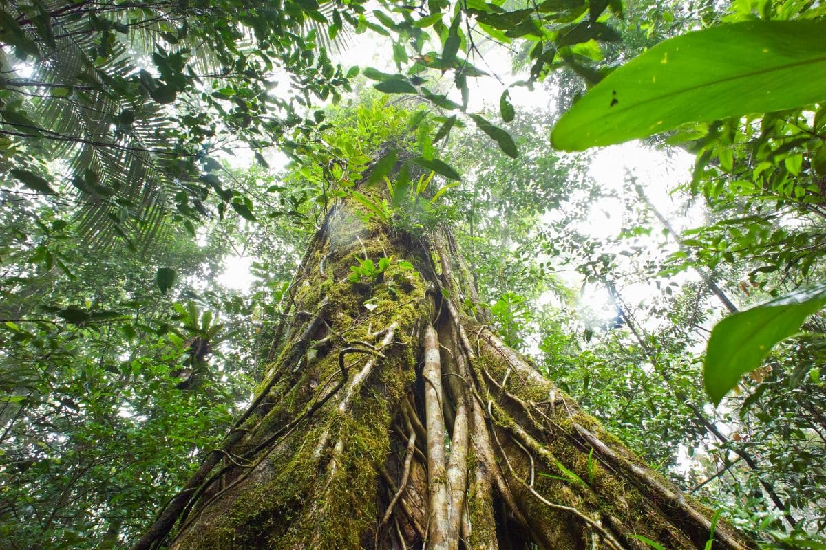 Tropical Montane Rainforest with Fungi