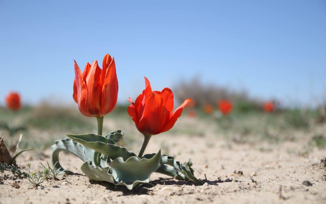 Tulips in the desert. Credit: Albert Salemgareyev