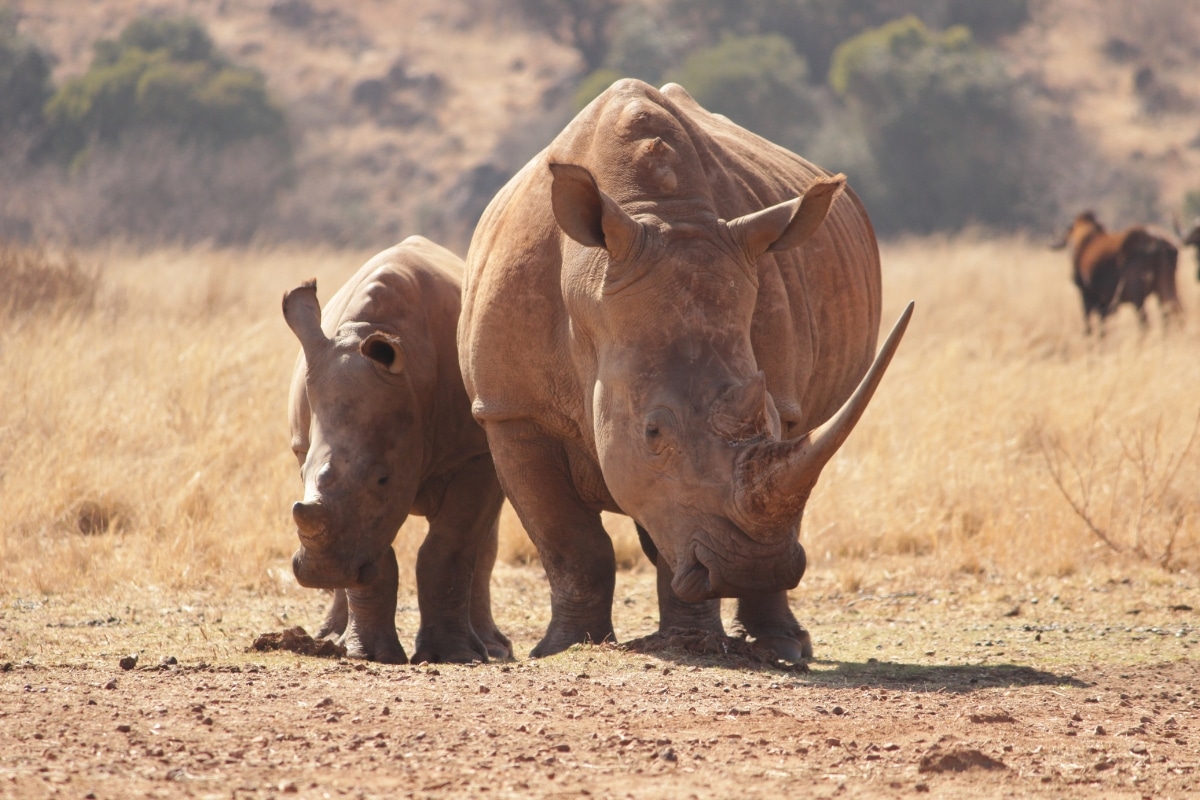 Two Rhinoceros Walking On Brown Field. Photo credits: Nicole Kruger from Pexels