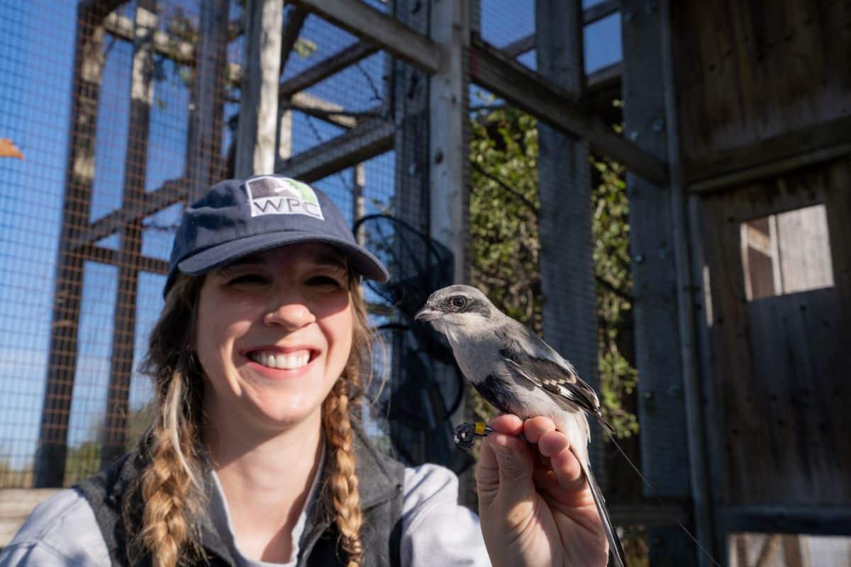 WPC Staff Holding Eastern Loggerhead Shrike Before Release. Credit: Alex Bowman - WPC