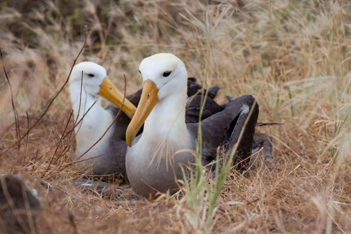 Waved Albatross. Credits: Andres Cruz
