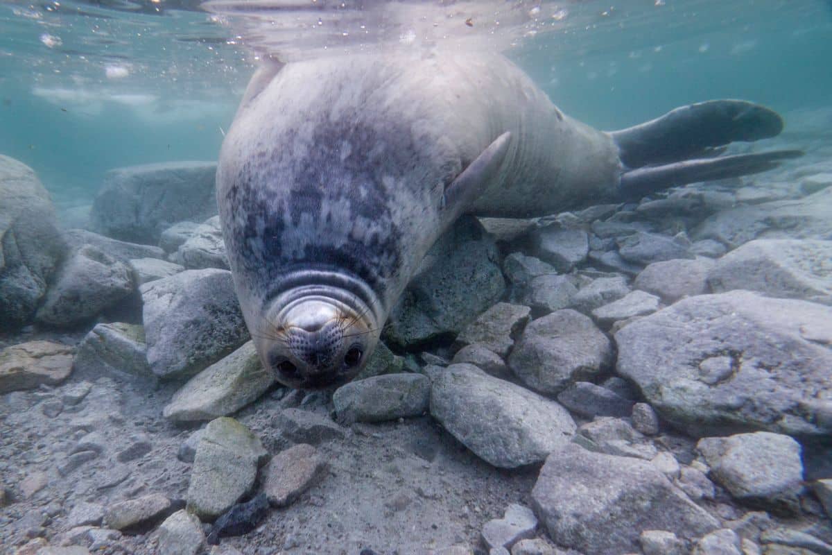 Weddell Seal, Ronggé Island, Errera Channel, Antarctic Peninsula. Credits: Antarctic Rights