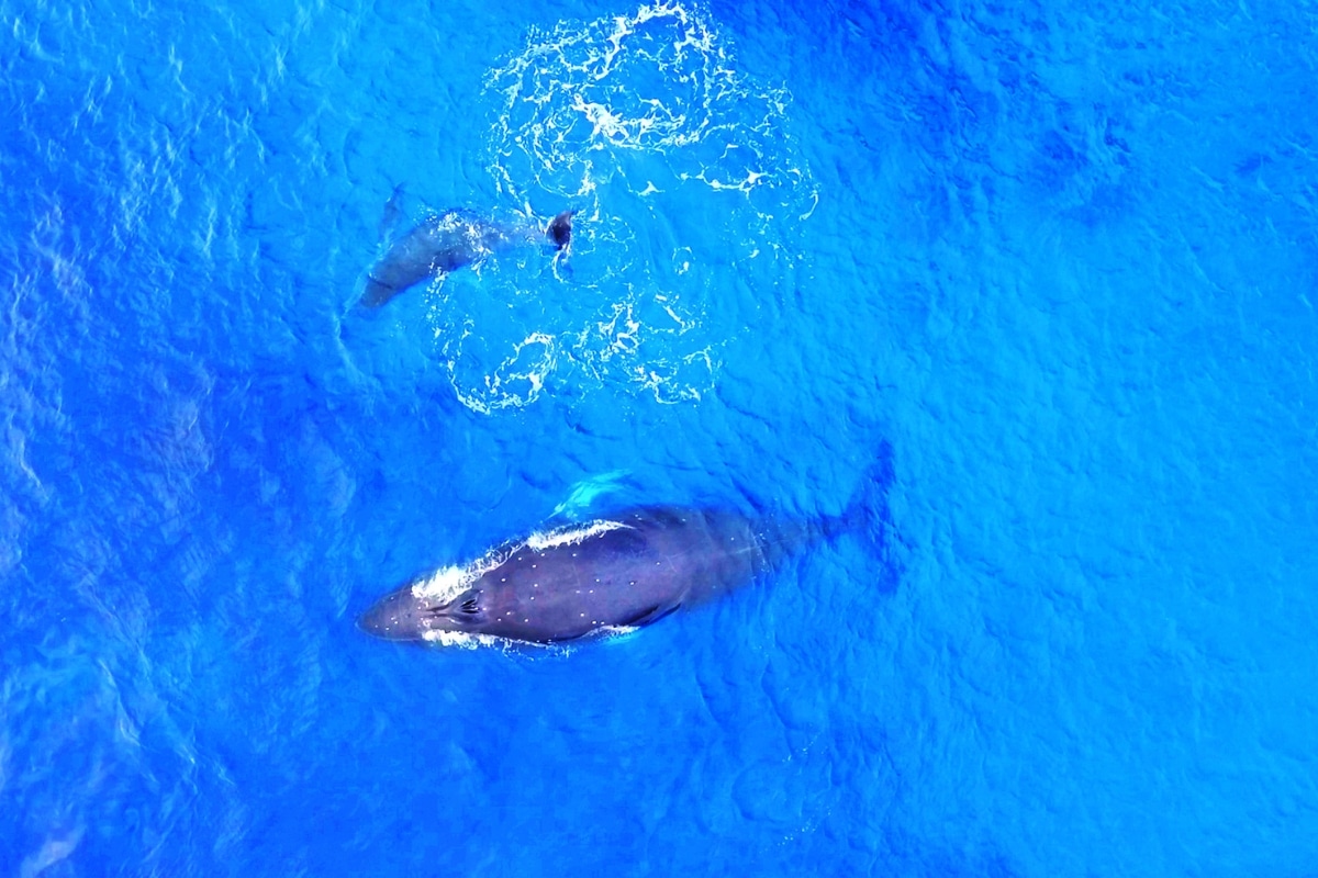 Whales in the ocean
