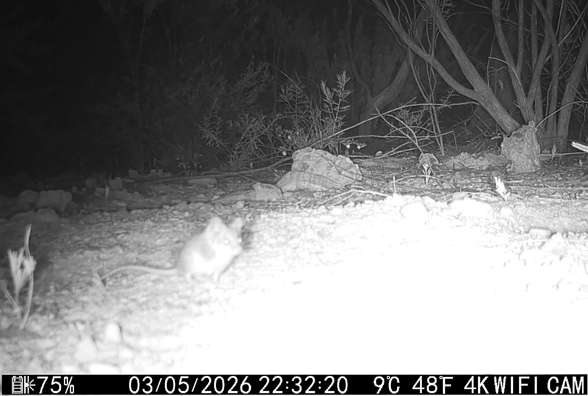 What a surprise to find this little one on a camera at the Bilby digging site. A Dunnart!