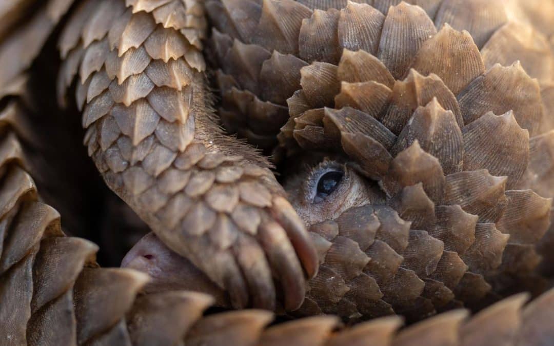 Africa Nature Investors Foundation : Investing in West Africa&rsquo;s wildernesses