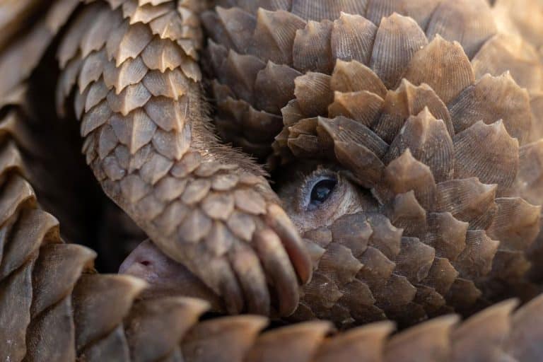 White bellied Pangolin curled up