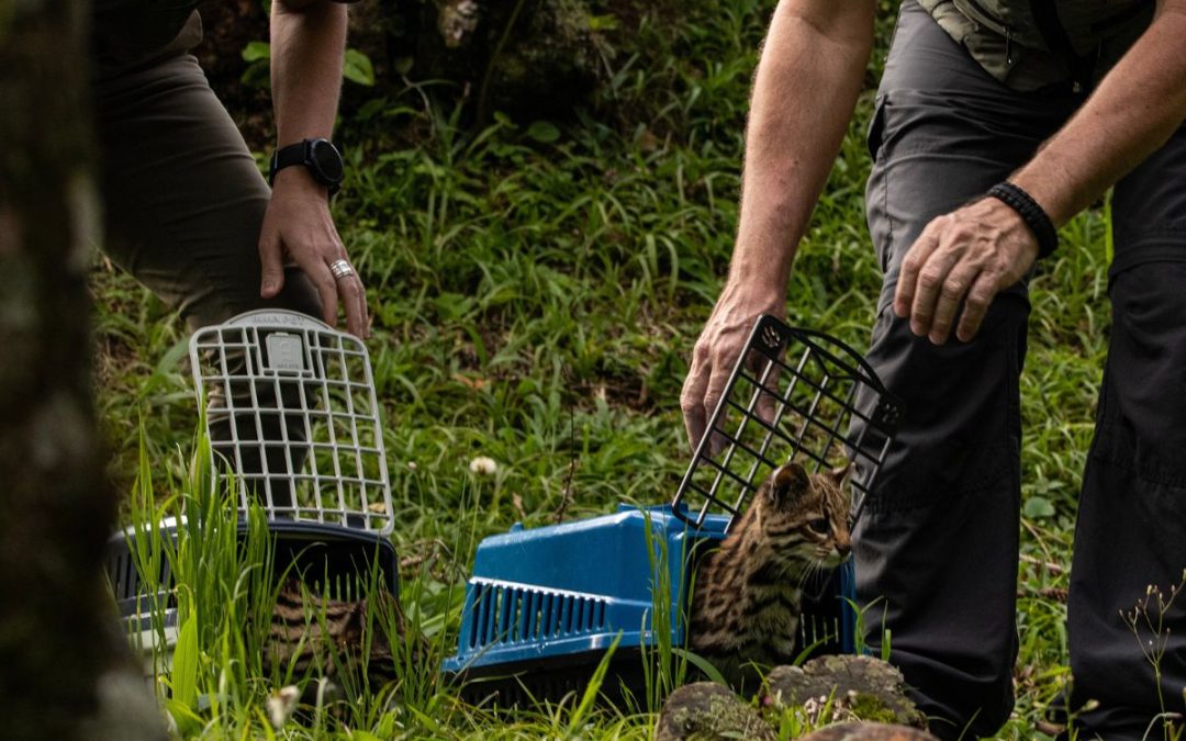 Wild cat release into the wild