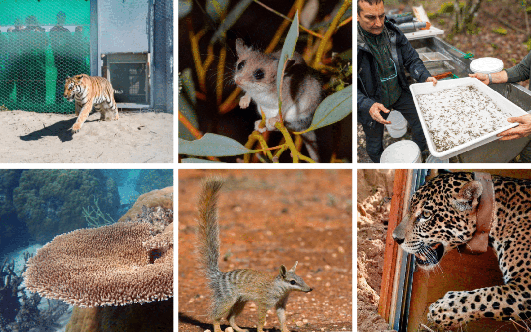 Wildlife comeback