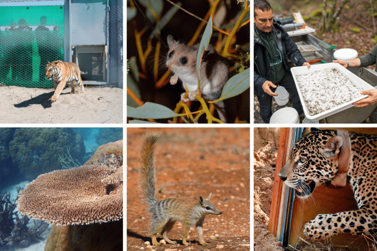 Wildlife comeback