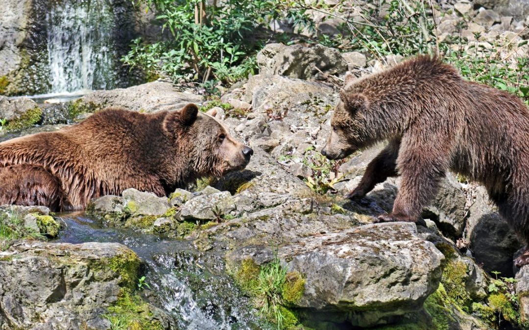 Wildwood Trust: Rediscover the rhythm of British wildness