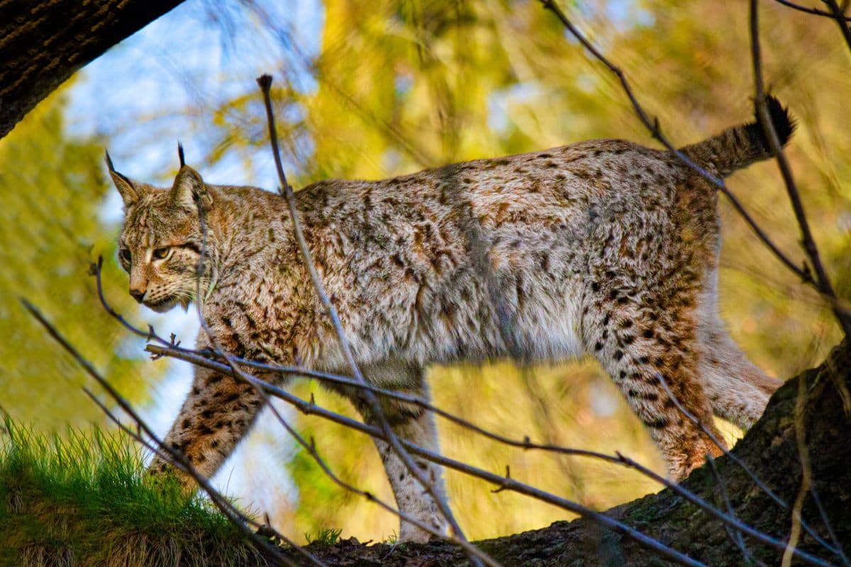 Lynx - Credits: Wildwood Trust