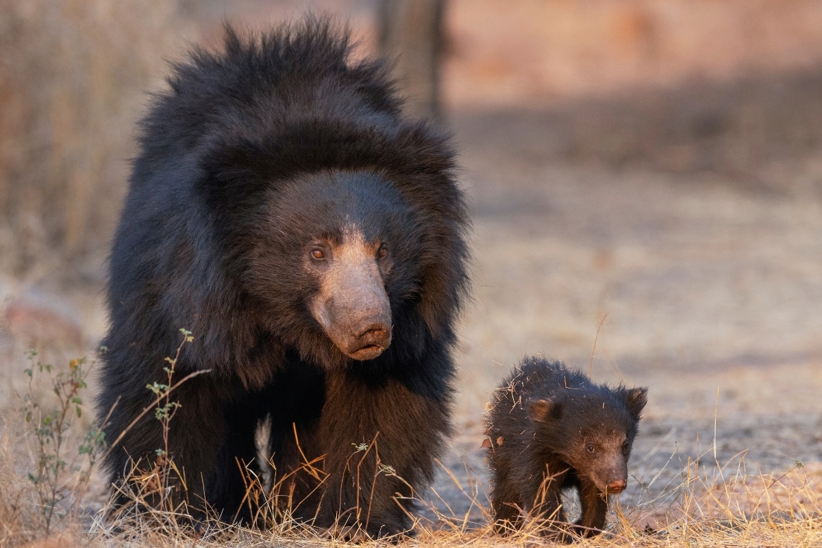 Sloth bear and cub. YOGESH BHANDARKAR from RealityImages