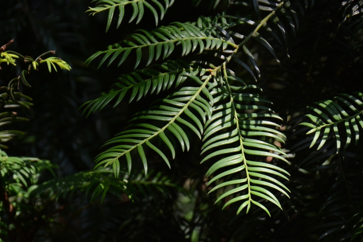 Green branch and leaves