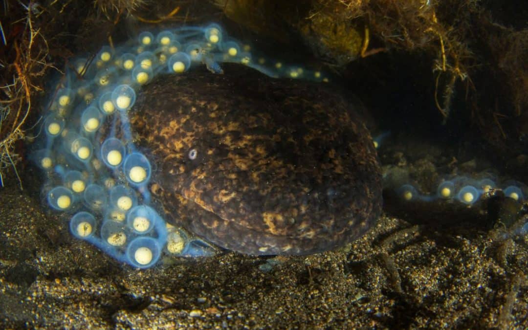 Sustainable Daisen: Rewilding Japan’s Rivers for the Ancient Giant Salamander