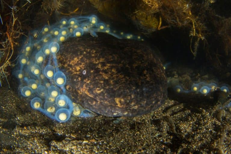 Japanese giant salamander guarding eggs in its den.
