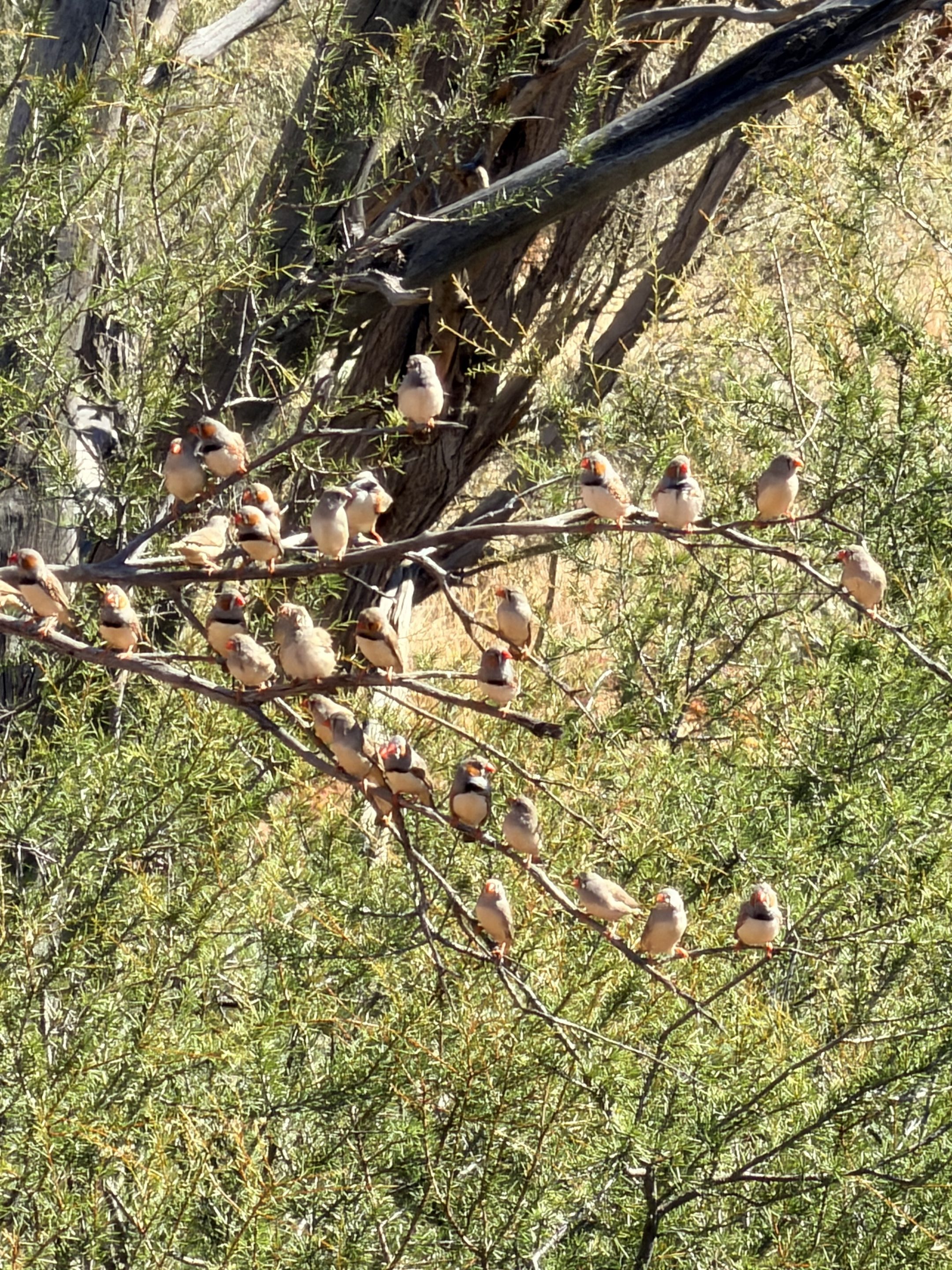 Zebra finches in their hundreds.<br />
