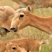 Saiga herd during calving period