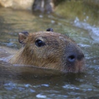 Capybara living in Ibera Wetlands habitat in Argentina