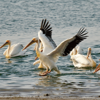 Banc d'Arguin wetlands