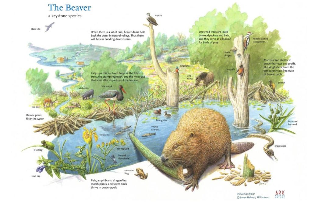 From toddlers to policy makers: These rewilding illustrations are transforming our relationship with nature