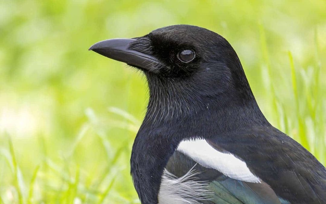 Being careful with words: Towards a language that respects and reverences nature