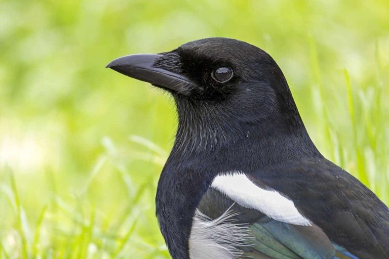 Eurasian magpie