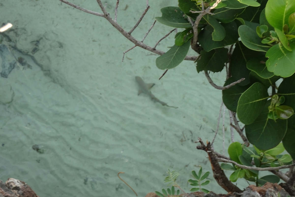 Shark in shallow waters