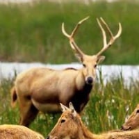 Coastal wetland habitat with Père David’s Deer
