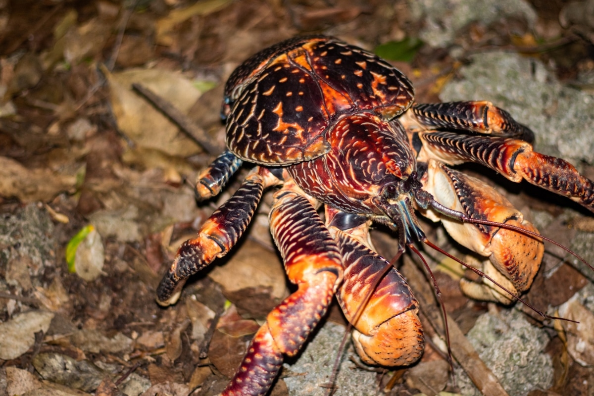 Big coconut crab