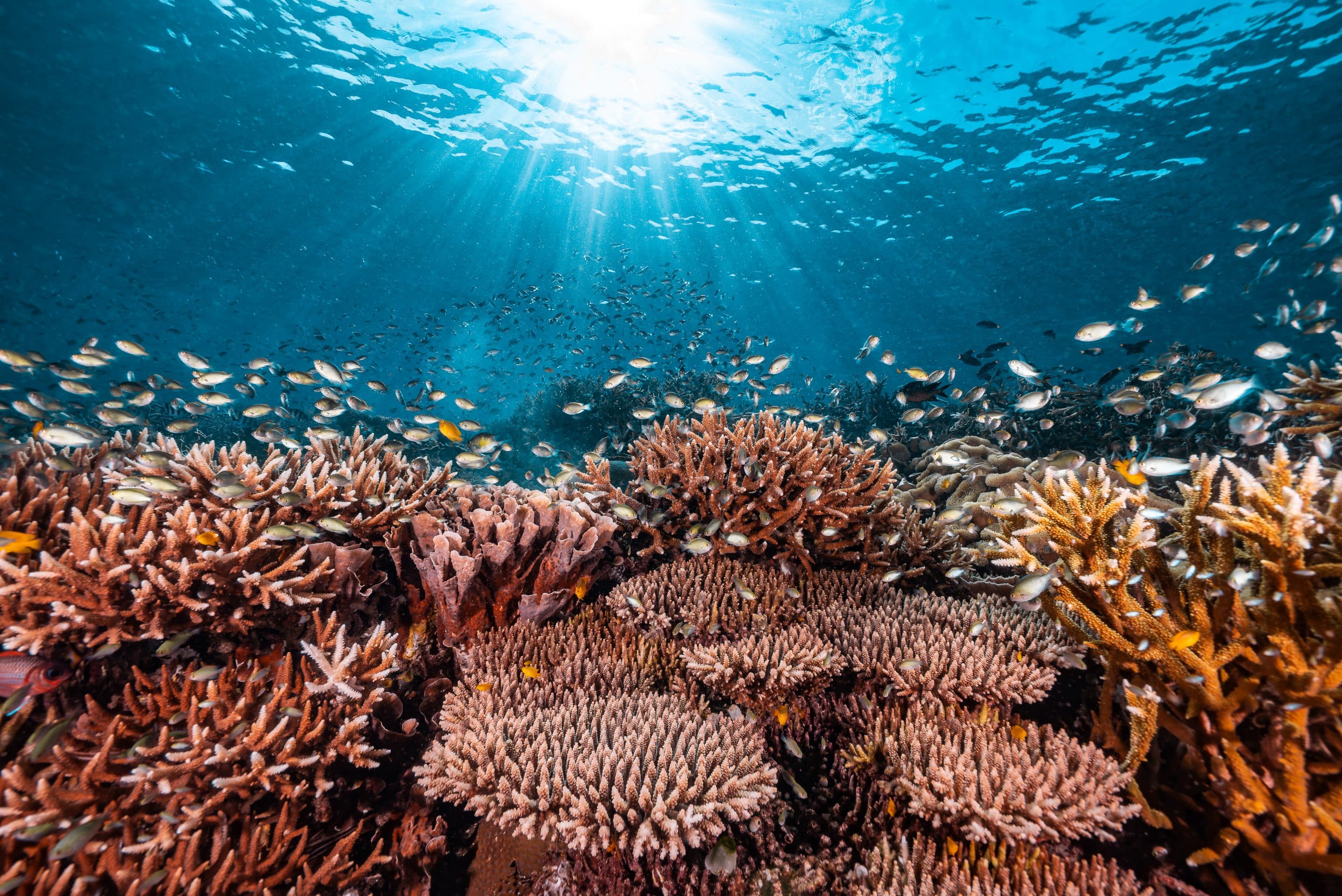 coral reef
