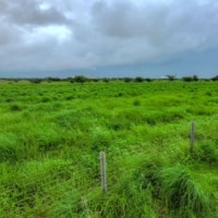 Corbett Foundation landscape