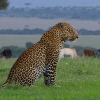 Enonkishu conservancy