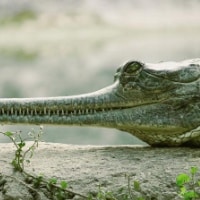 Crocodylian in wetland habitat