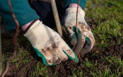 International Tree Foundation: restoring the dynamic interactions between trees, wildlife and people