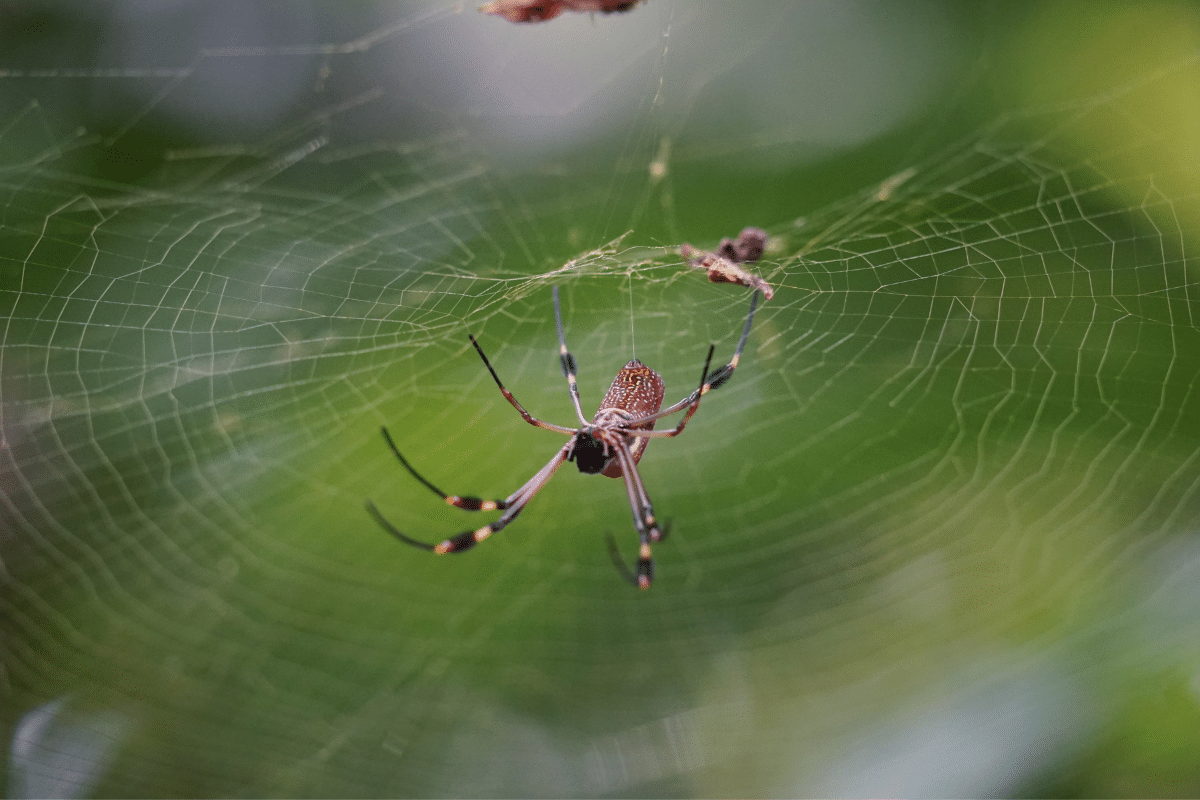 golden silk orb-weaver - spider - Costa Rica